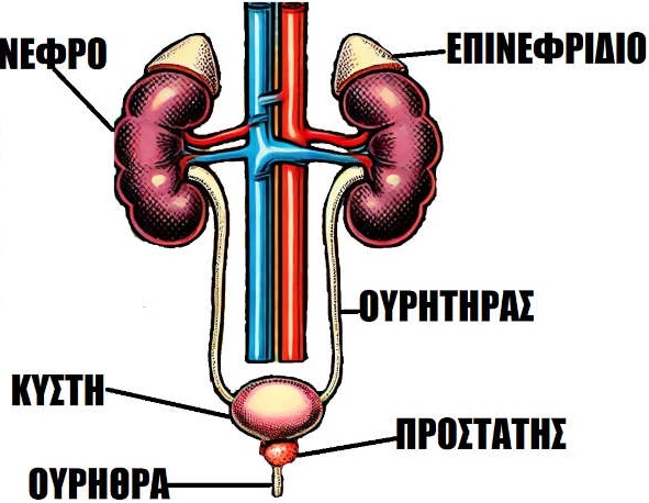 Anatomy of the Urogenital system