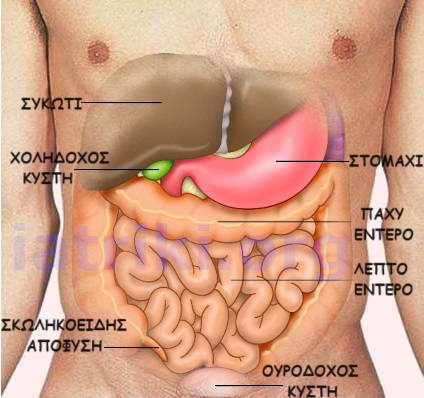 Εσωτερικά Οργανα κοιλίας