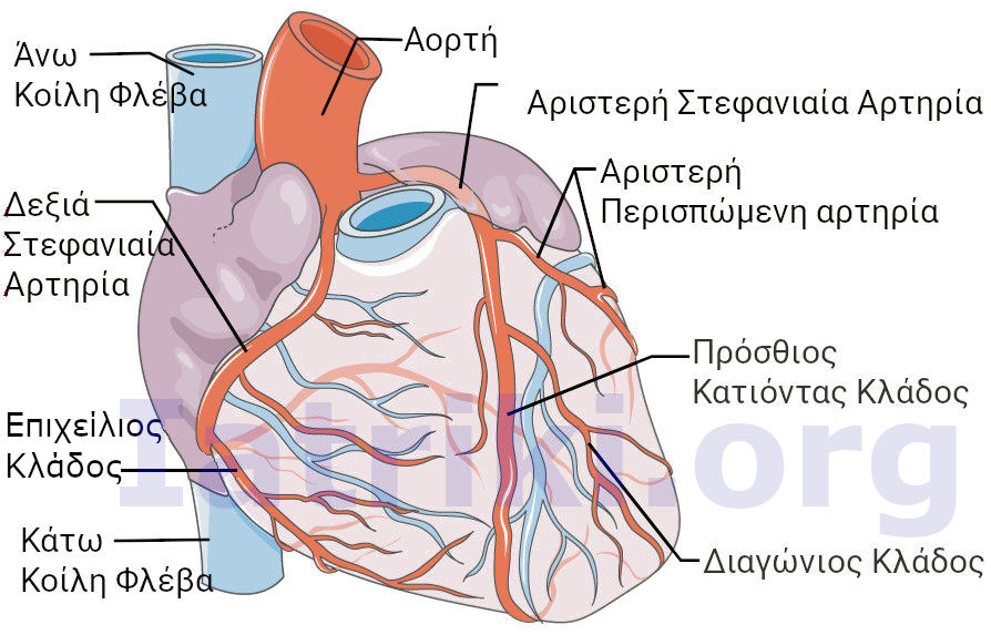 ανατομιά στεφανιαίων αγγειων και καρδιάς.Στεφανιαίες αρτηρίες