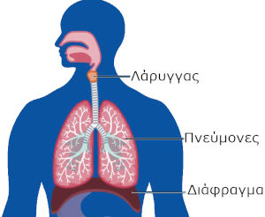 Anatomy of Lung, diaphragm, larynx for hiccupas