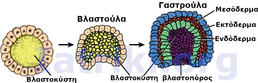 εμβρυικοί ιστοί