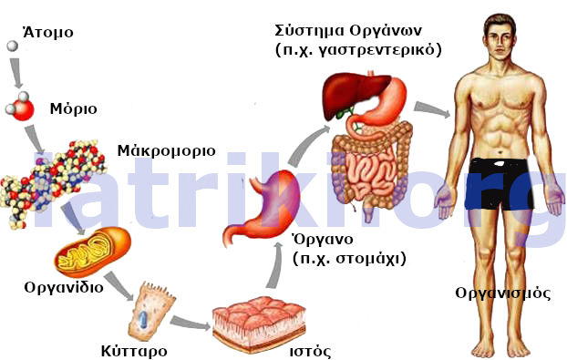 Απο τι αποτελείται το ανθρώπινο σώμα 
